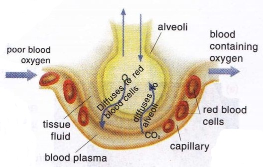 How many capillaries are in the human body?